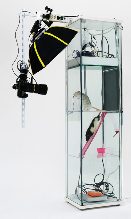 Photo of lab rats being observed in a clear rectangular unit