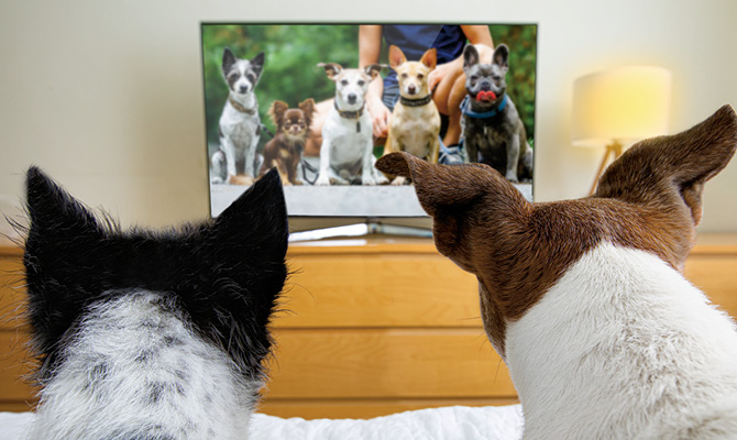 Photo of two dogs watching a group of dogs on the tv