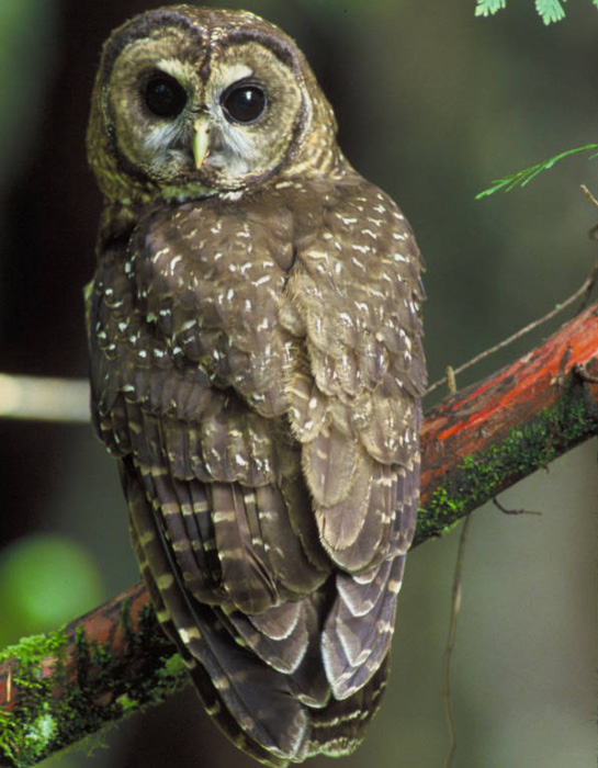Photo of an owl sitting on a tree branch
