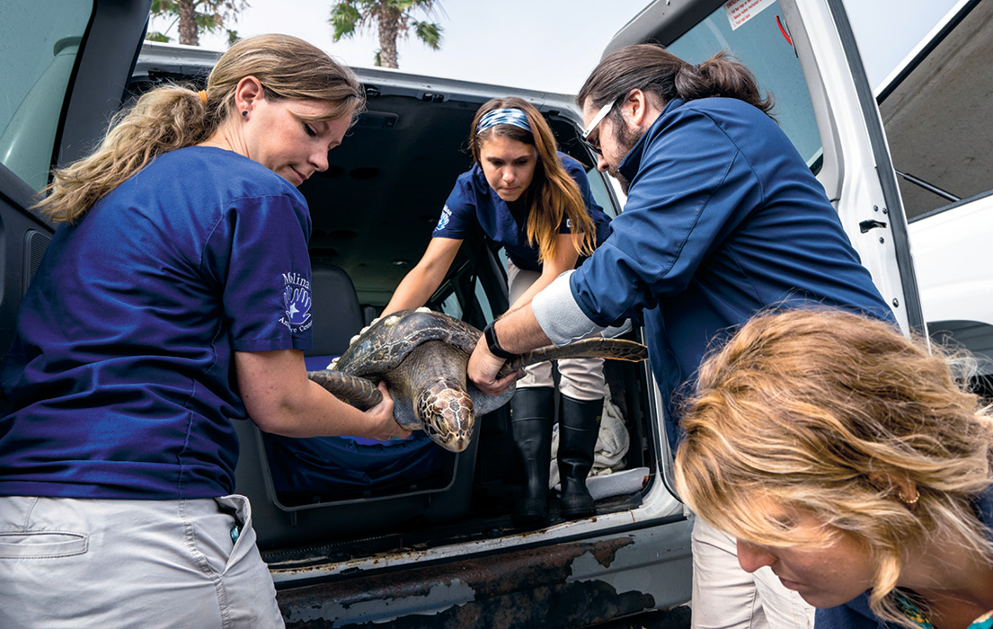 Photo of volunteers transferring a sea turtle from the back of a vehicle