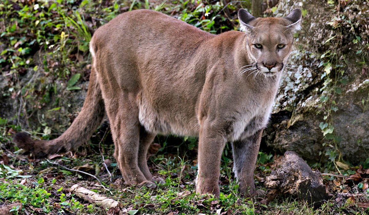 Photo of a cougar