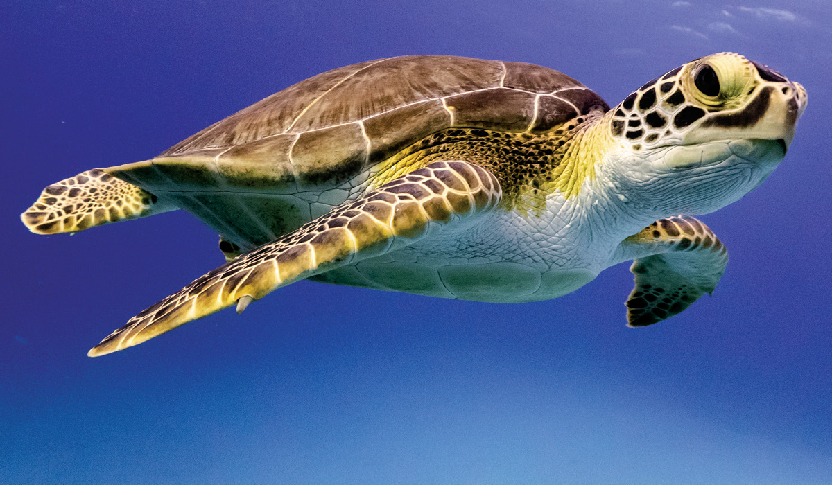 Image of a sea turtle swimming underwater