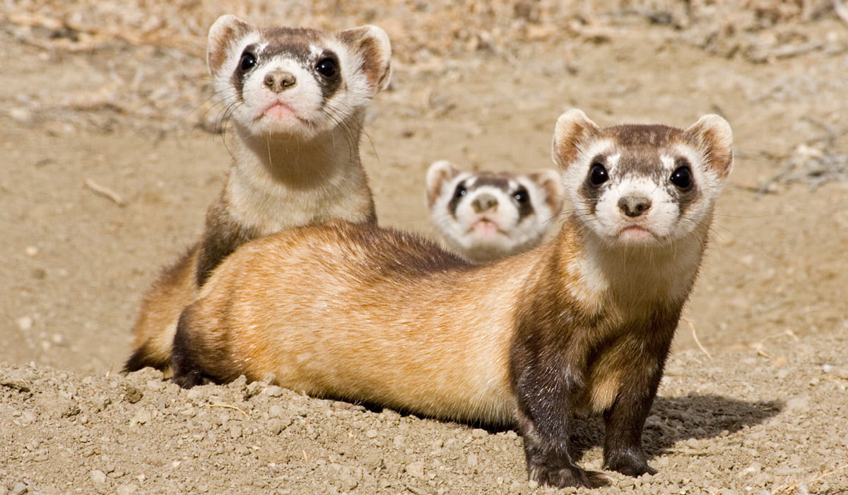 Photo of three ferrets