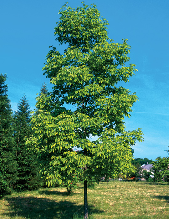 Photo of a tree with a thin trunk and green leaves