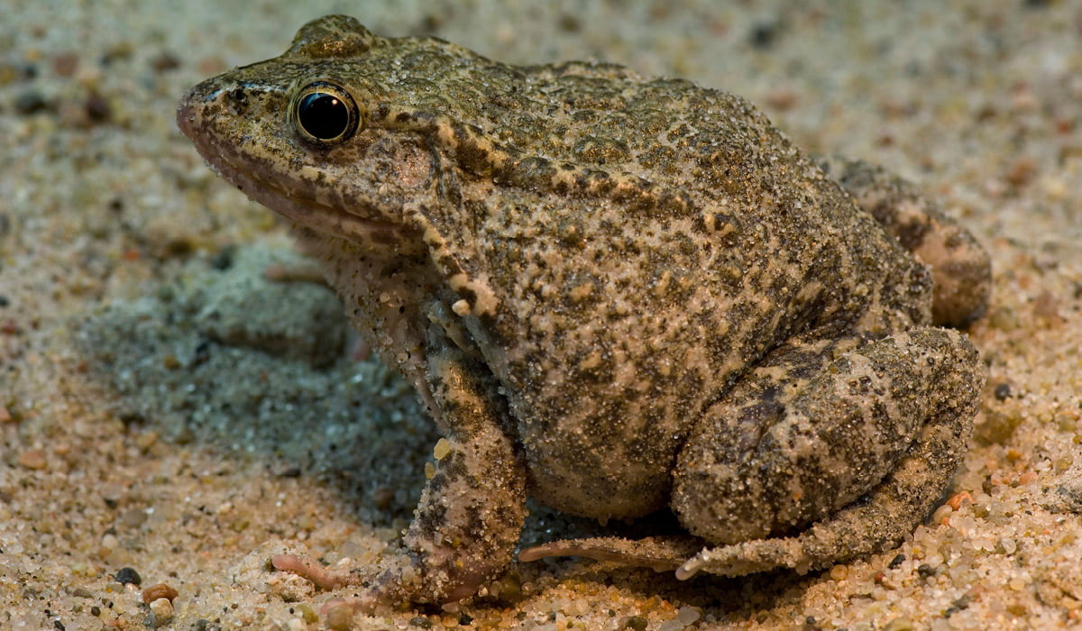 Photo of a toad