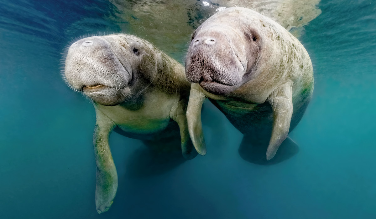 Image of two manatees swimming underwater